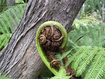 koru