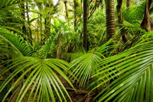 nikau