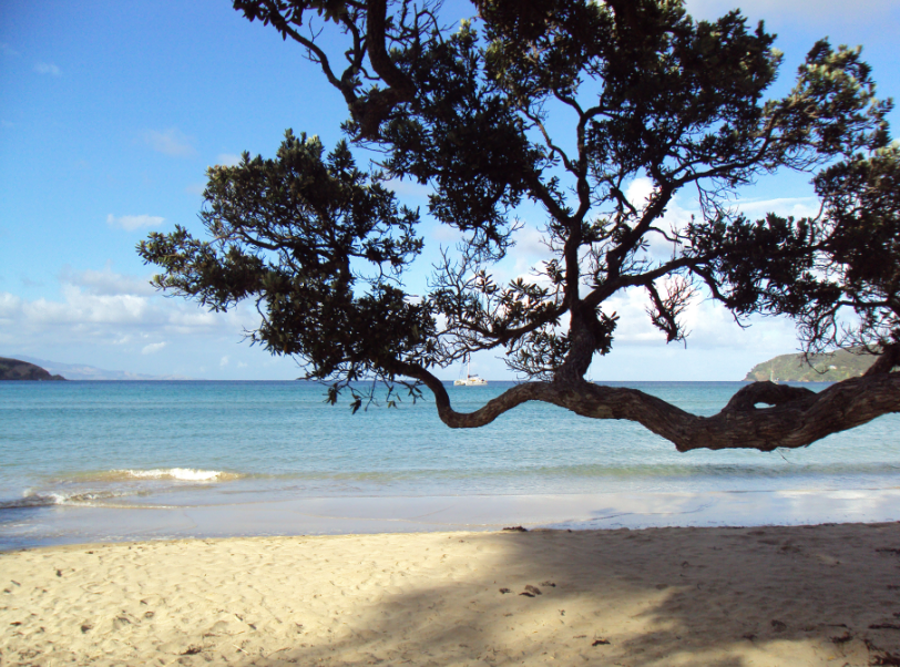 What To Expect When You Visit Great Barrier Island