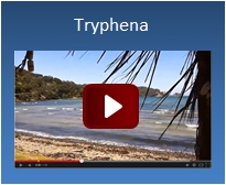 Tryphena