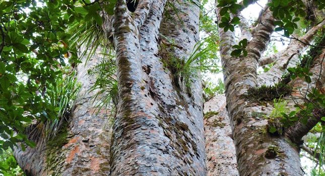 You can help fight Kauri Dieback